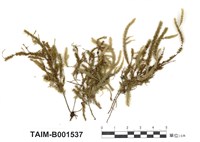 藏品(蕨苔科)的圖片